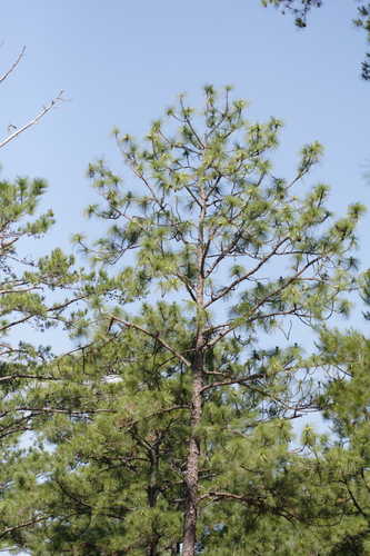 Pinus palustris #10